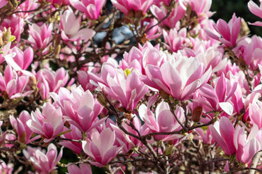 5 LILY MAGNOLIA Flower TREE Pink & Purple Fragrant Tulip Magnol Liliiflora Seeds